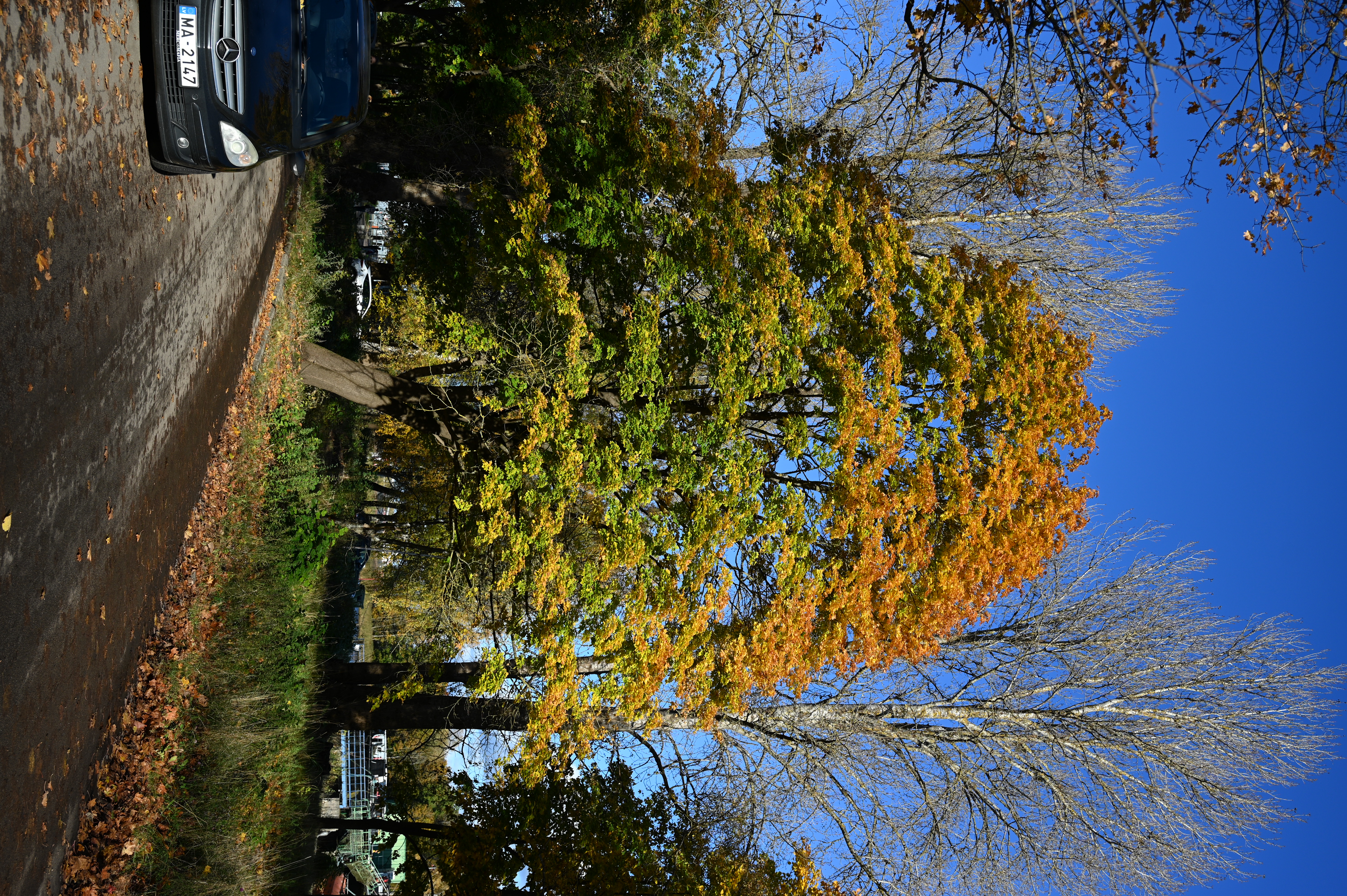 2025/10/18 - walk/DSC_0019.JPG